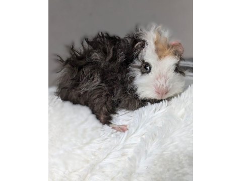 Guineapig yavrular aynı gün set halinde teslim edilir