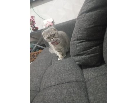 Çok tatlı scottish fold dişi uygun puana
