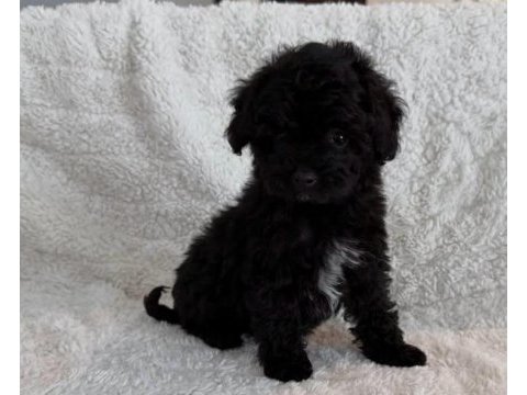 Black yorkshire terrier