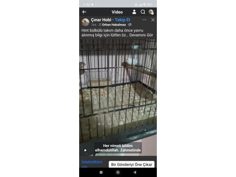 Yavru alınmış zebra ispinozu