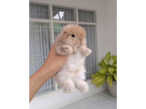 Hollanda lop yavru tavşan