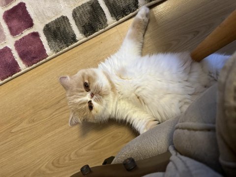 Exotic shorthair dişi 3 yaşında
