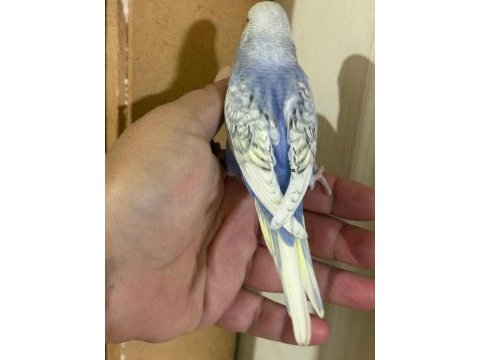 30 günlük kusursuz bebek muhabbet kuşu