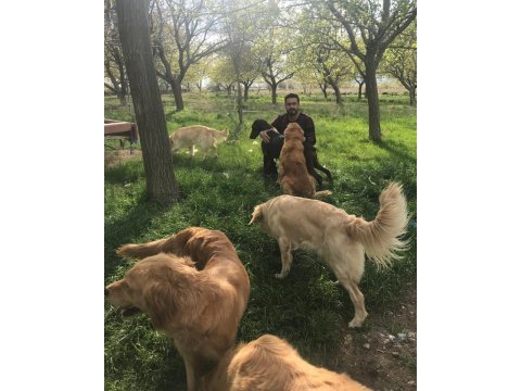 Oyuncu golden retriever dişi