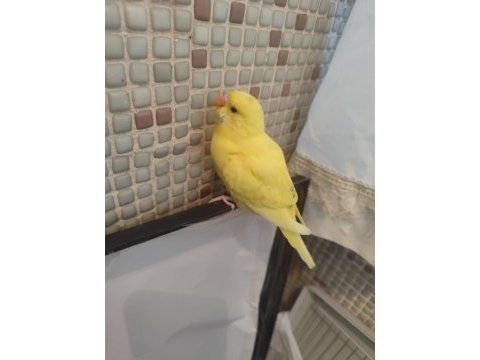 Muhabbet kuşu yavruları
