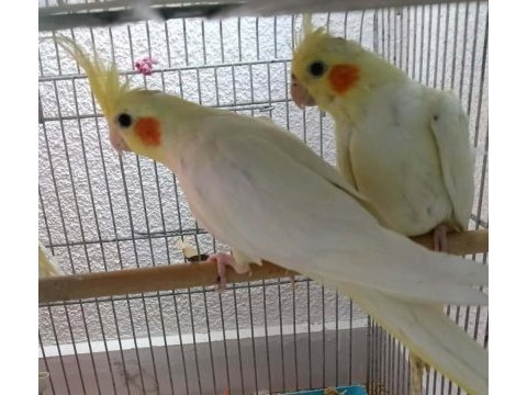 1,5 yaşında sultan papağanı
