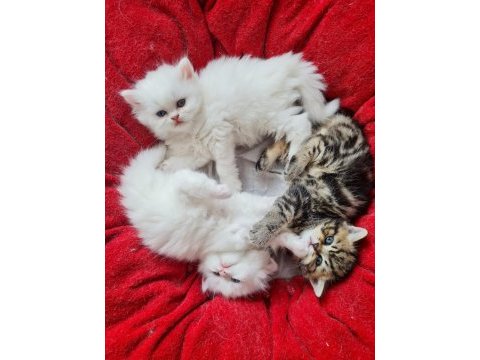 British longhair ve british shorthair yavru kedi