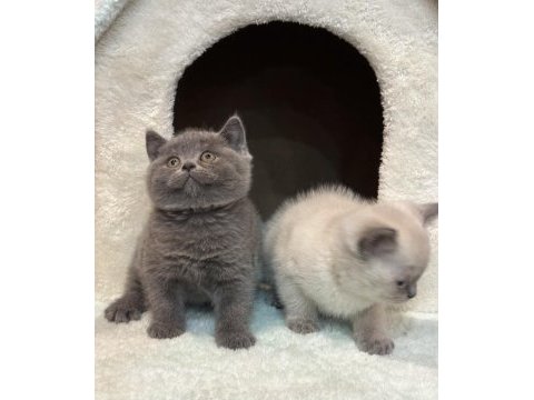 British shorthair bebekler