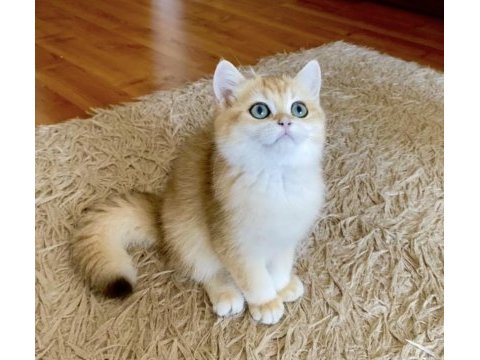 Safkan british shorthair golden erkek yavru