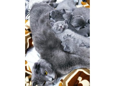 Scottish fold 1 aylık yavrular