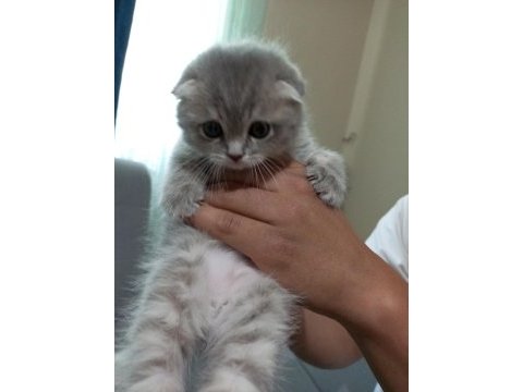 Scottish fold bebeklerim yeni yuvalarına gitmeye hazır