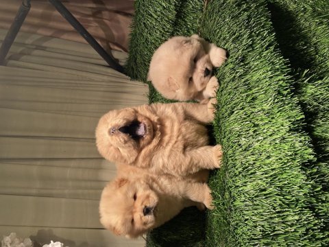 Eskimo pofuduk chow chow bebeklerimiz