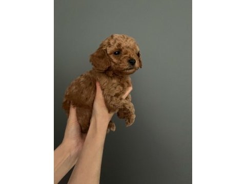 Dişi 0 numara toy poodle bebeği