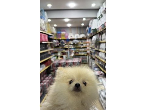 Pomeranian boo 3 aylık