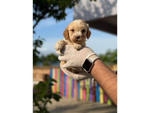 Maltipoo yavrular adrese gönderim ve kapıda ödeme vardır