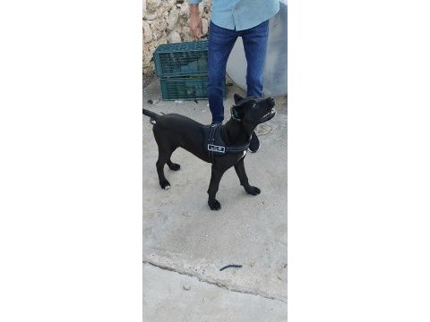 Cane corso karnesi varsorunsuz