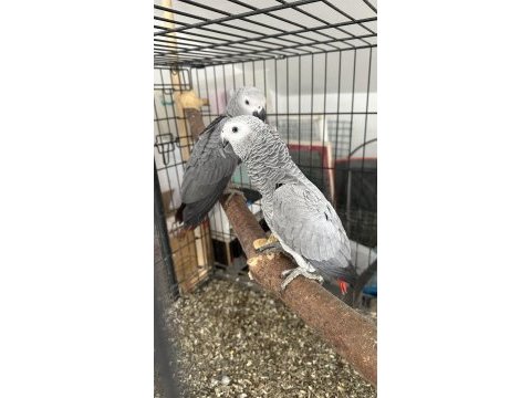 Bebek jako papağanları