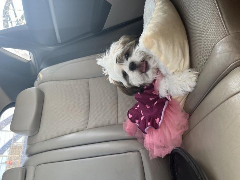 Shih tzu prenses sindi