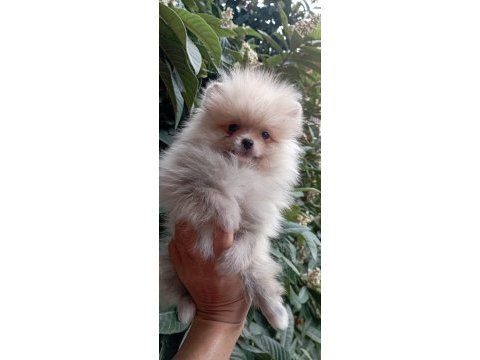 Minnak pomeranian boo bebekler