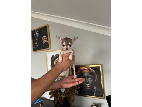 Chihuahua elma kafa ped eğitimi var 58 günlük