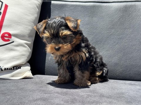 Wc eğitimli anti allerjik tea cup yorkshire terrier
