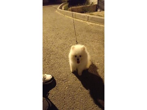 Küçük sevimli pomeranian boo