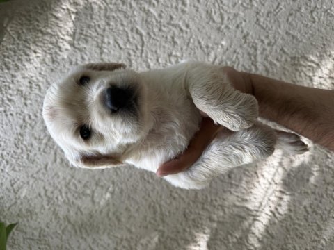 A kalite golden retriever yavrular