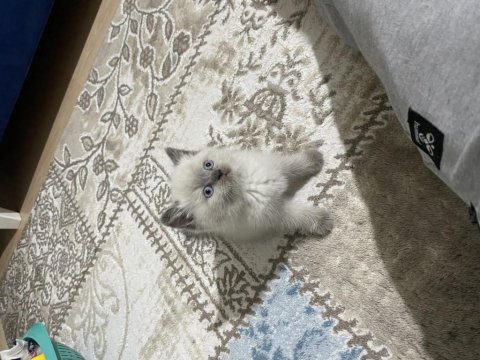 Çok acil geleni üzmem a kalite blue point erkek kedimiz