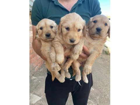 Golden retriever yeni doğan yavrular