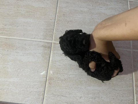 Kore kan siyah toy poodle bebekler