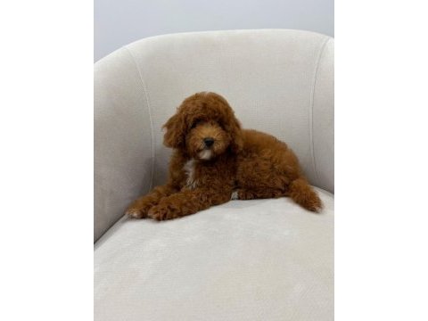 Wc eğitimli aşıları tam dişi toy poodle yavrumuz