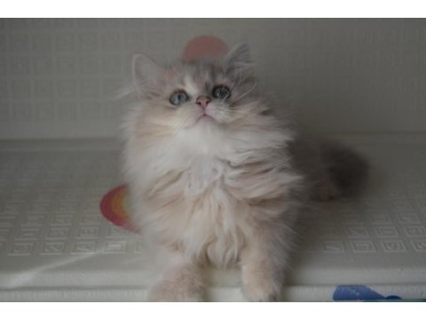Safkan british longhair yavrular