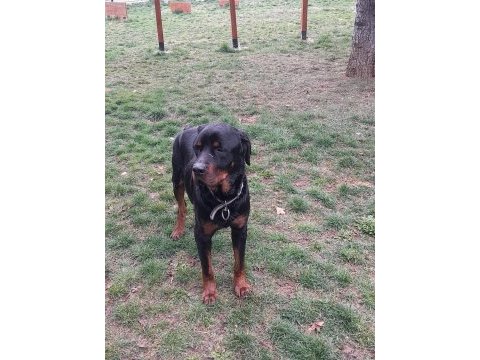 Koca kafa rottweiler eğitimlidir 1 yaşında