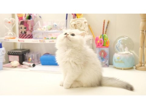 British longhair silver top kafa yavrumuz