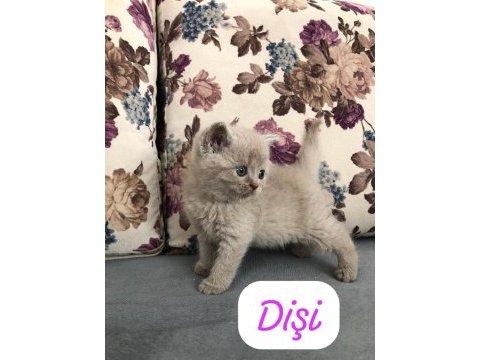 Hemen teslim top kafa yavrular british longhair