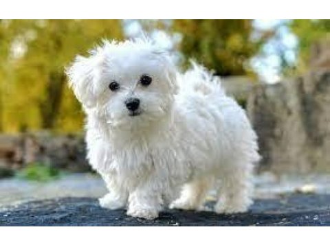 Maltese terrier xs teacup karbeyaz bebeklerim