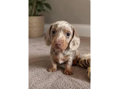 Üst kalite mini dachshund bebekler çiftliğimizden