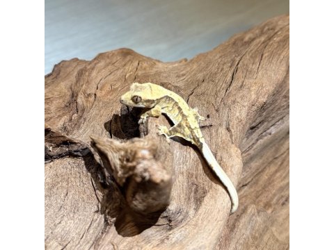 Yavru crested geckolar