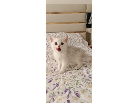 Dişi silver shaded british shorthair