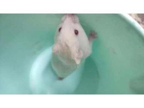 Syrian hamster son iki yavrumuz
