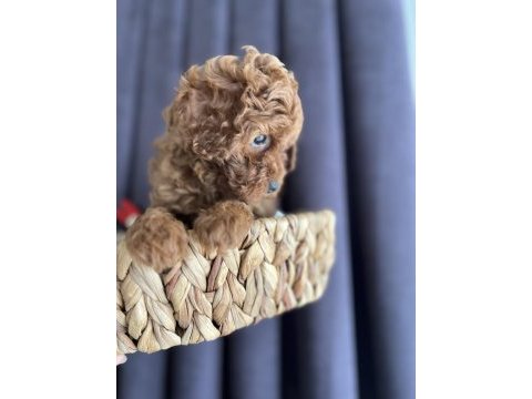 Ömür boyu ırk garantisi ve tam toy poodle