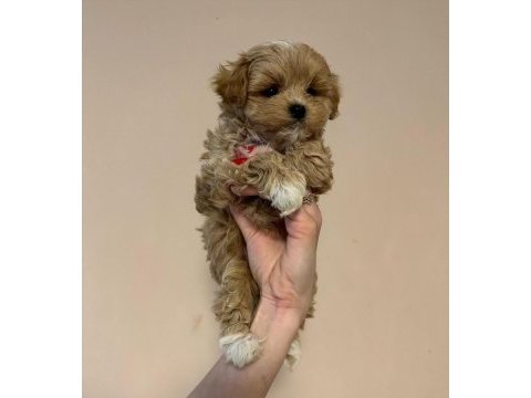 Irk garantili maltipoo yavruları