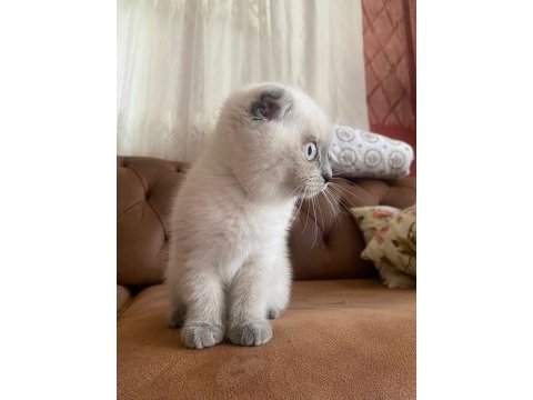Scottish fold blue point dişi