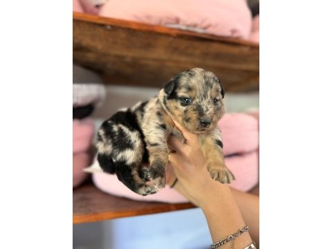 Tricolor merle border collie yavrularımız