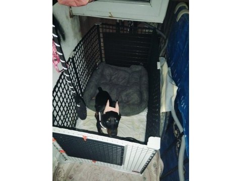 4 aylık dişi doberman