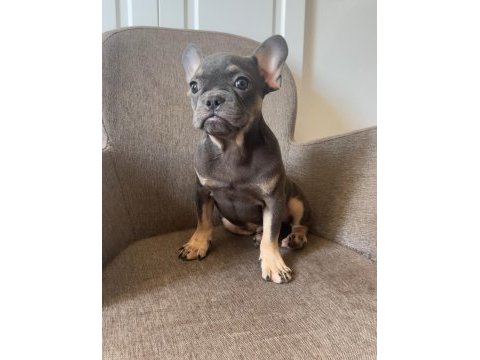 Ücretsiz french bulldog yavrularım