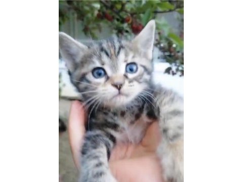 Kendi kedimin british shorthair yavrusu