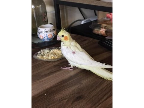 4 aylık lutino sultan papağanı