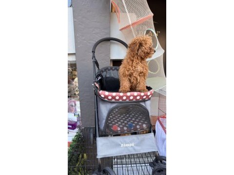 Bebek arabası ücretsiz toy poodle