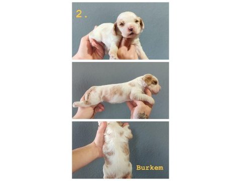 Burkemden dünyalar güzeli cavalier king charles yavruları